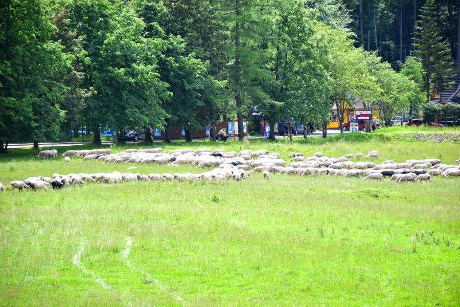 Willa Halka - izby pre hostí v centre Zakopaného 04